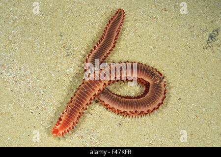 Hermodice Carunculata, Bartgeier oder Marine Borstenwurm, Xwejni-Bay, Gozo, Malta, Süd-Europa, Mittelmeer Stockfoto