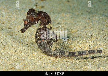 Hippocampus Hippocampus, Short-snouted Seepferdchen, Xwejni-Bay, Gozo, Malta, Süd-Europa, Mittelmeer Stockfoto