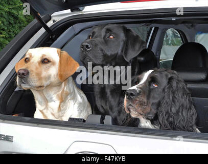 Drei Hunde im Kofferraum des Autos glücklich alarmieren Labradors Springer spaniel Stockfoto