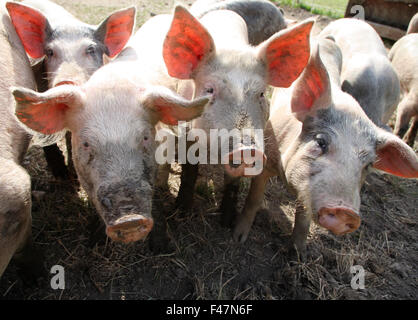 Schweine mit Blick auf die Kamera, Schweden. Stockfoto