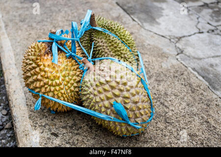 Bild von der Durian-Frucht in Südost-Asien Stockfoto