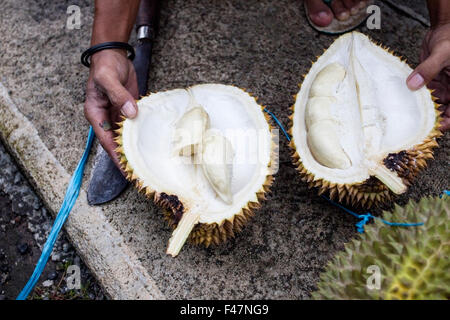 Bild von der Durian-Frucht in Südost-Asien Stockfoto