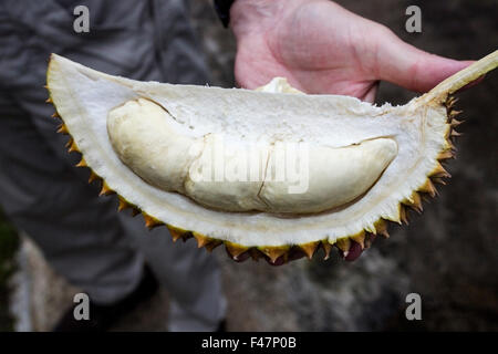 Bild von der Durian-Frucht in Südost-Asien Stockfoto