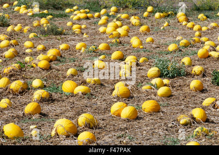 Cucurbita Maxima, kultiviert riesige Kürbisse im Kürbisfeld, Gozo, Malta, Süd-Europa, Mittelmeer Stockfoto