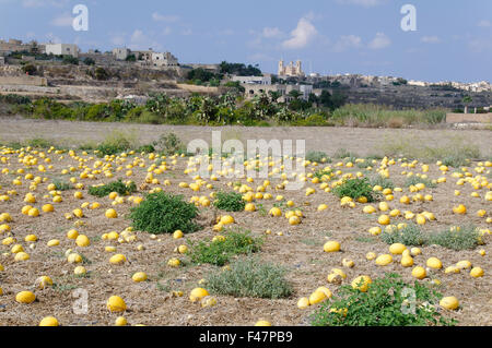 Cucurbita Maxima, kultiviert riesige Kürbisse im Kürbisfeld, Gozo, Malta, Süd-Europa, Mittelmeer Stockfoto