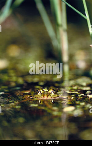 Eine essbare Frosch im Wasser, Schweden. Stockfoto