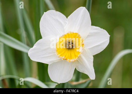 Weiße Narzisse oder Narzissen im Frühjahr, Norfolk. England Stockfoto