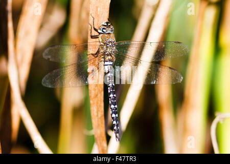 Migrationshintergrund Hawker (Aeshna Mixta) East Sussex, England, UK Stockfoto