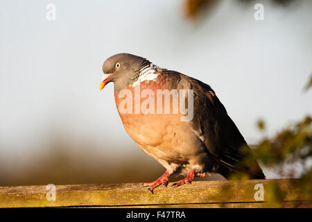 Woodpigeon (Columba Palumbus) thront auf einem Gartenzaun, East Sussex, England, UK Stockfoto