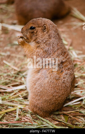 Präriehund hautnah Stockfoto