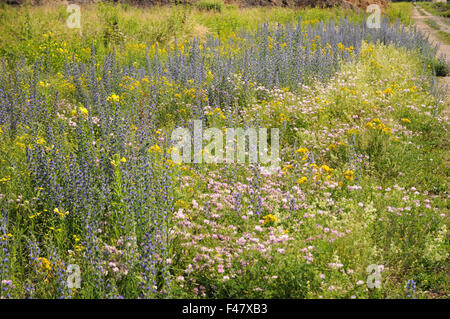 Viper bugloss Stockfoto