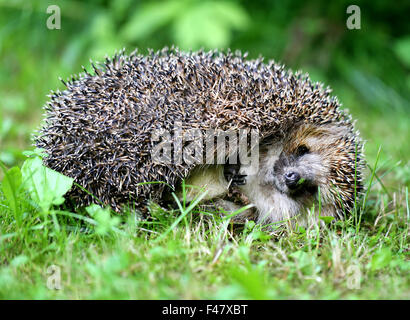 Dicke Igel wird fotografiert, auf dem Rasen hautnah Stockfoto