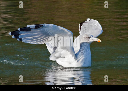 Gemeinsamen Gull (Larus Canus) Stockfoto