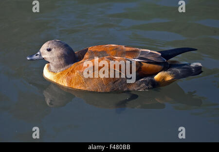 Umhang oder South African Brandgans (Tadorna Cana) männlich Stockfoto