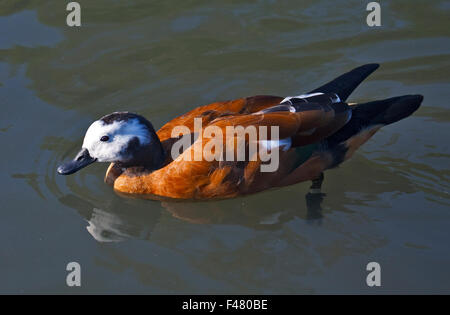 Umhang oder South African Brandgans (Tadorna Cana) weiblich Stockfoto