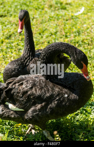 schwarze Schwäne Stockfoto
