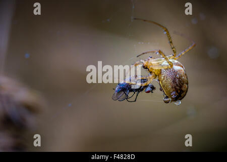 Spinne, wickelte ein kürzlich Gefangenen fliegen in den Tau von einem frühen Herbstmorgen, Yorkshire, Großbritannien Stockfoto