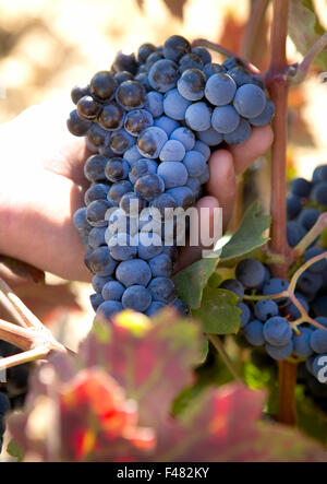 Rote Trauben am Weinstock kurz vor der Ernte Stockfoto