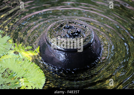 Kleinen schwarzen schönen Brunnen im Teich Stockfoto