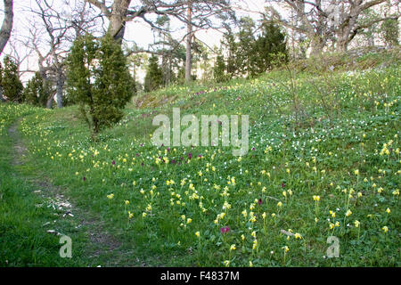 Wiese voller ältere blühende Orchidee, Schlüsselblumen und Buschwindröschen, Schweden. Stockfoto