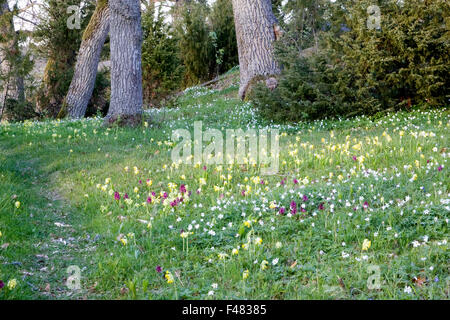 Wiese voller ältere blühende Orchidee, Schlüsselblumen und Buschwindröschen, Schweden. Stockfoto