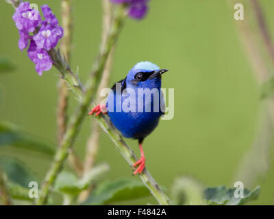 Rotbeinige Kleidervogel, Costa Rica. Stockfoto