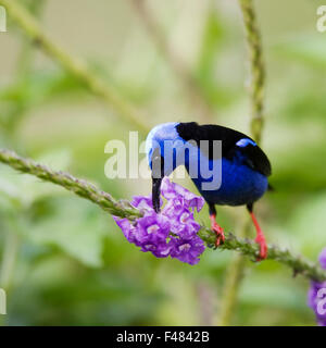 Rotbeinige Kleidervogel, Costa Rica. Stockfoto