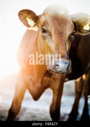 Portrait einer Kuh, Schweden. Stockfoto