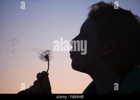 Ein Teenager bläst einen Löwenzahn, Schweden. Stockfoto