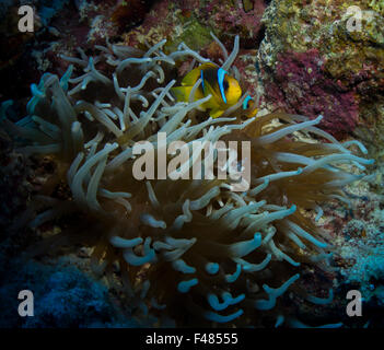 Rotes Meer-Anemonenfisch Amphiprion Bicinctus. Bild von Marsa Imbarak, South Rotes Meer, Ägypten. Stockfoto