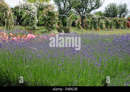 Lavendel Stockfoto