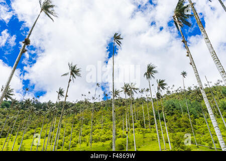 Blick hinauf zu den Wachs Palmen im Valle de Cocora. Juni 2015. Quindio, Kolumbien. Stockfoto