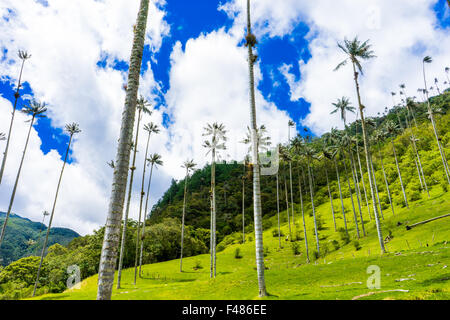 Blick hinauf zu den Wachs Palmen im Valle de Cocora. Juni 2015. Quindio, Kolumbien. Stockfoto