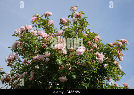 Bergsteiger-rose Stockfoto