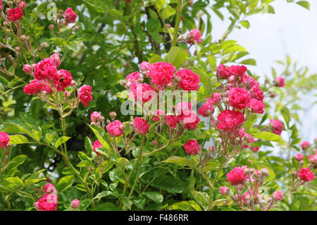 Rambler-rose Stockfoto