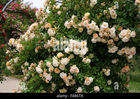 Bergsteiger-rose Stockfoto