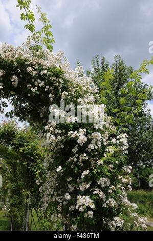 Rambler-rose Stockfoto