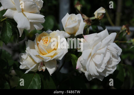 Bergsteiger-rose Stockfoto