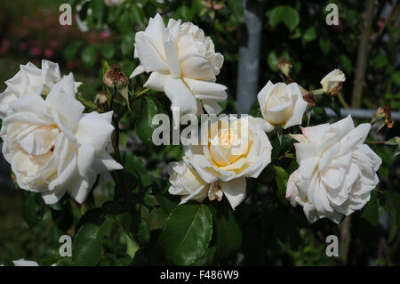 Bergsteiger-rose Stockfoto