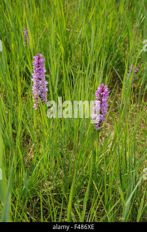 Militärische orchis Stockfoto