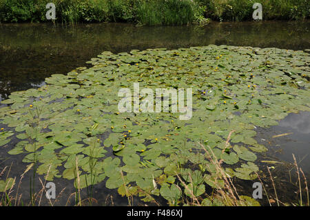 Gelbe Lilie Teich Stockfoto