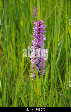 Militärische orchis Stockfoto