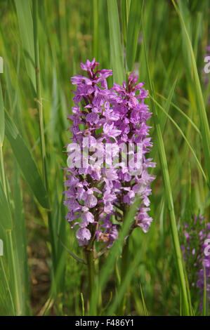 Militärische orchis Stockfoto