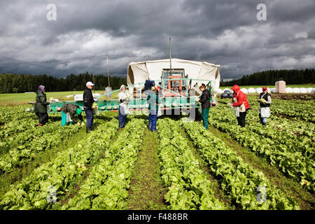 Bauern auf einem Feld von Kohl, Finnland. Stockfoto