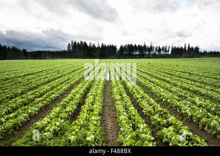 Bauern auf einem Feld von Kohl, Finnland. Stockfoto