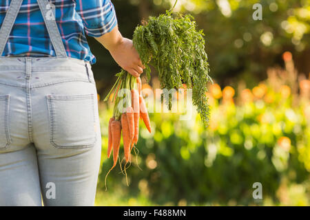 Rückansicht des Frau mit Haufen von Bio-Karotten Stockfoto
