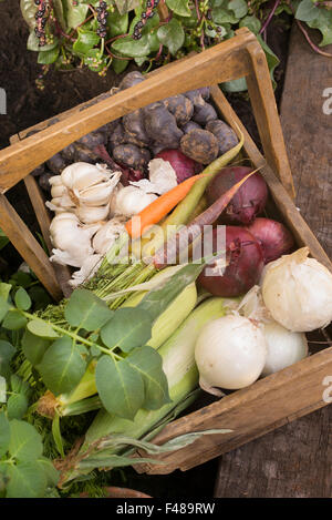 Gemüse Trug zeigt auf einer Herbstschau. VEREINIGTES KÖNIGREICH Stockfoto