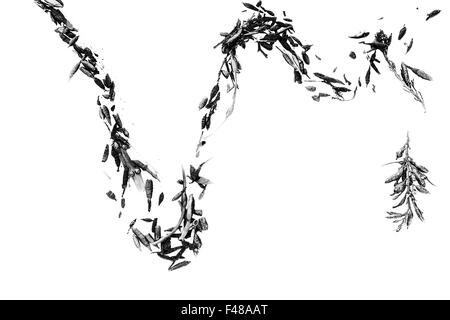 Seetang auf Schnee, Senja, Norwegen Stockfoto