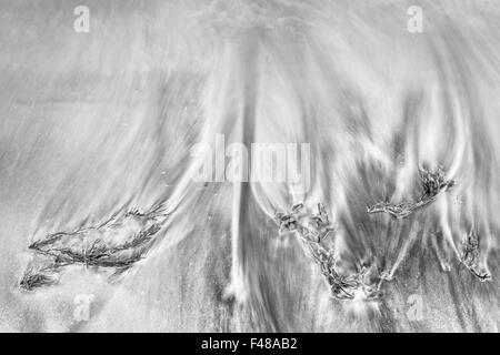 Seetang an einem Sandstrand, Senja, Norwegen Stockfoto
