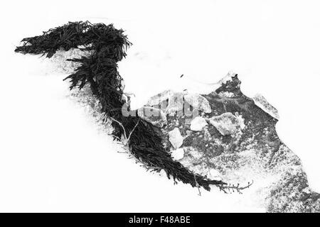 Seetang auf Schnee, Senja, Norwegen Stockfoto